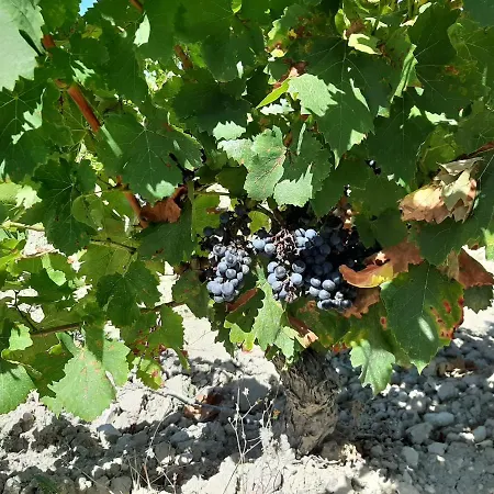 Garnacha De Guest