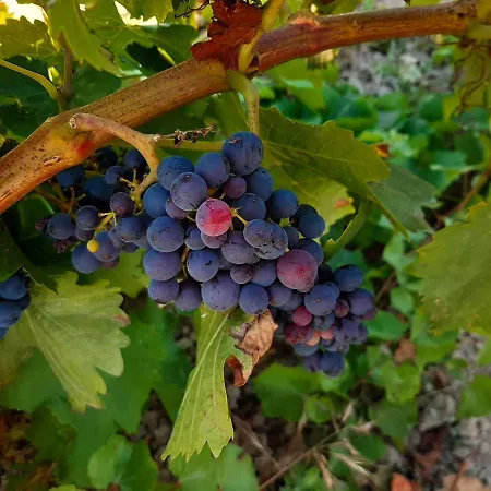 Casa rural Garnacha De Guest *